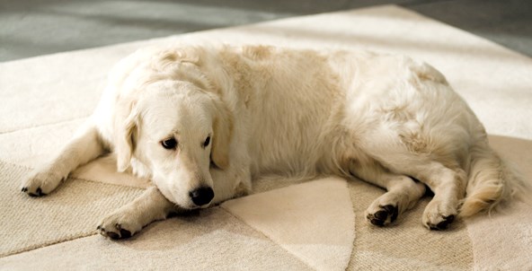 dog hair