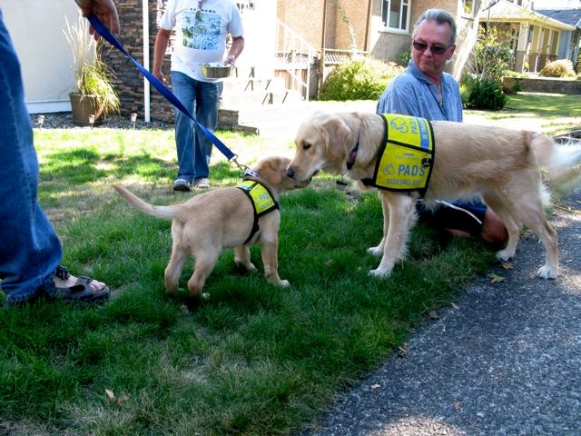 Dogs affiliated with the Pacific Assistance Dogs Society were among the guests at the Fader Street block party. The dogs demonstrated some of their amazing skills in helping people with disabilities.