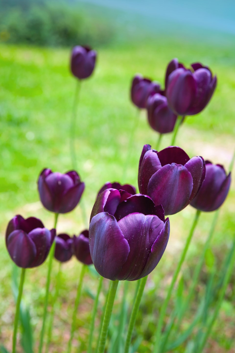 black tulips