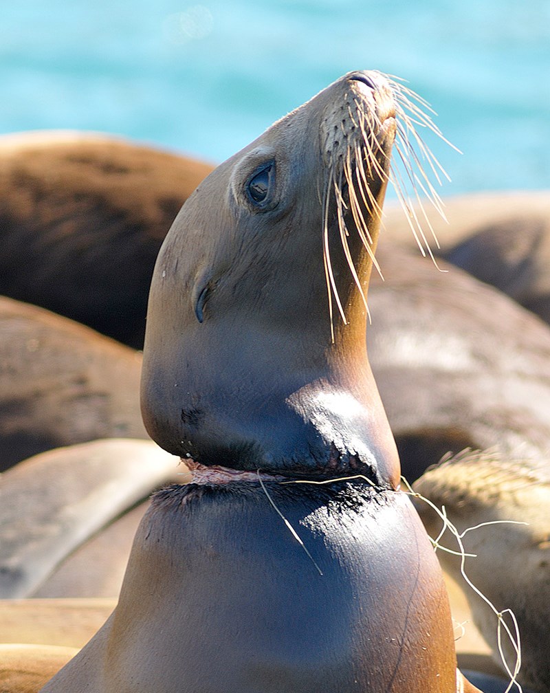 SEALION