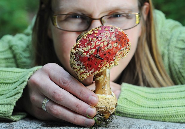 Fantastic fungi