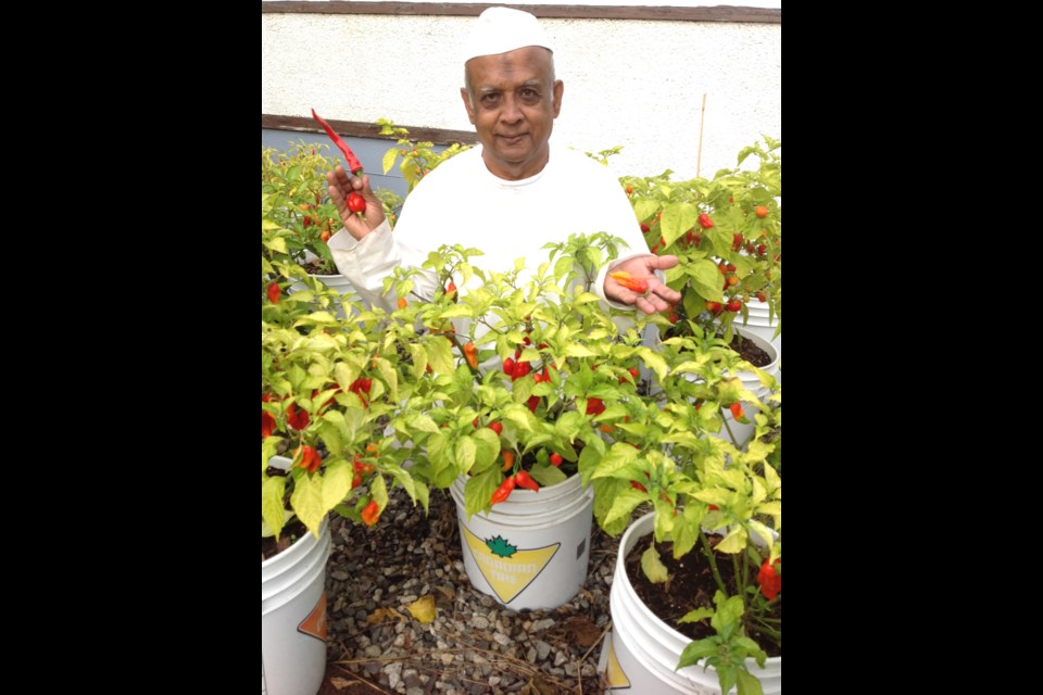 Ajay Sharma is getting set to harvest a bumper crop of several varieties of chili peppers, including one of the world’s hottest peppers - the Pepper Ghost.