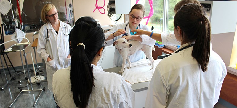Douglas College vet tech program