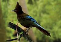 Steller's jay