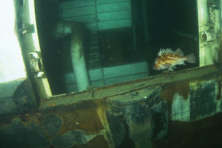 A rockfish explores the sunken HMCS Annapolis in Halkett Bay, which is taking shape as an artificial reef in the area.