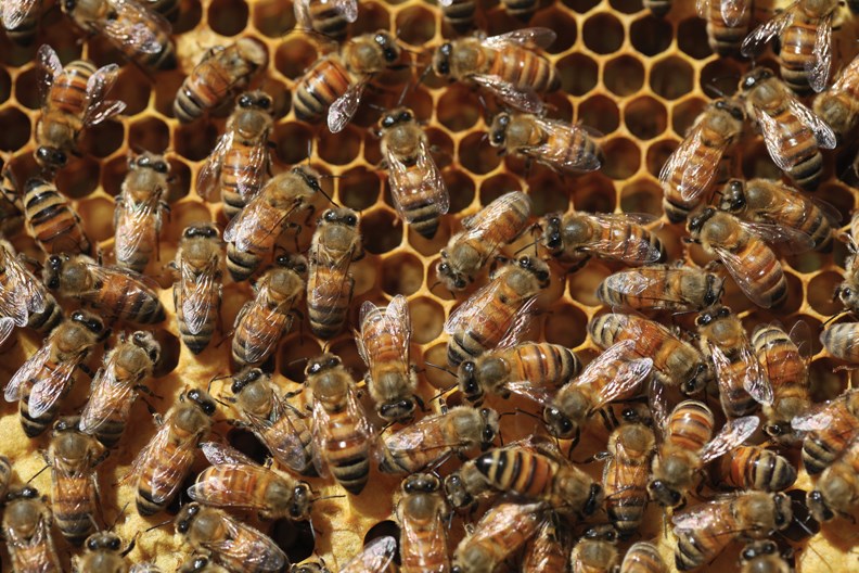 Bees from the hives of Sally Burke, president of Sunshine Coast Beekeepers Association.