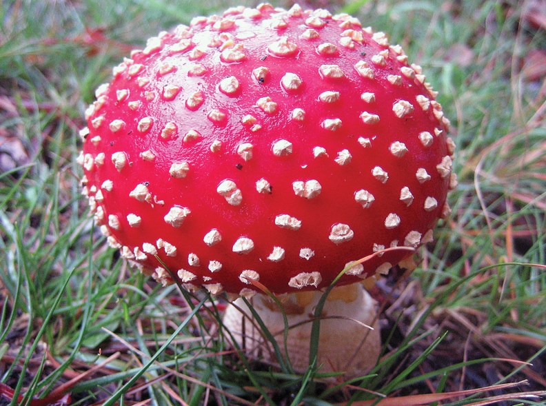 shroom