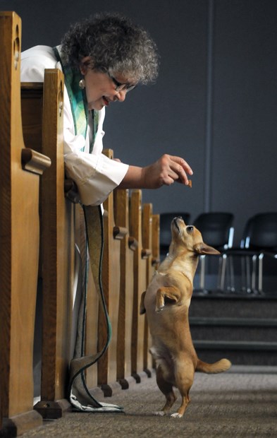 animal blessing