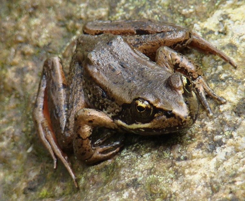 Red-legged frog