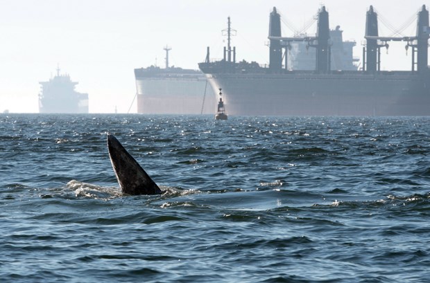 grey whale