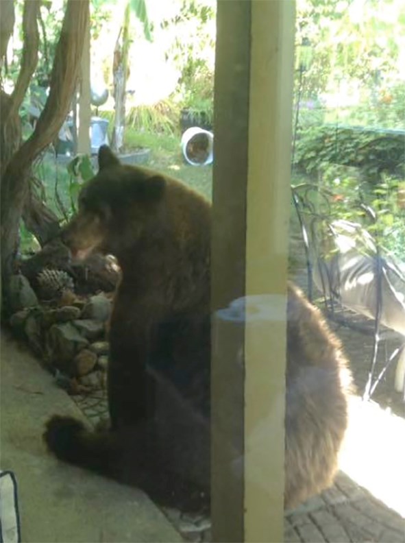 bear