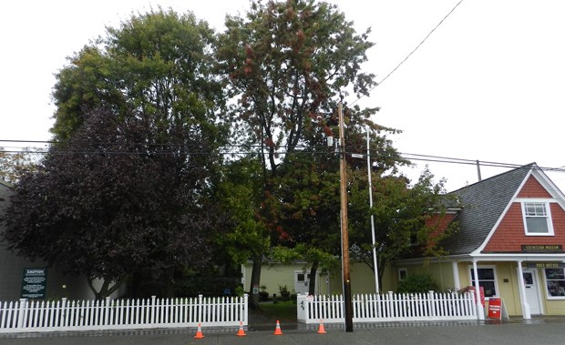 Steveston trees