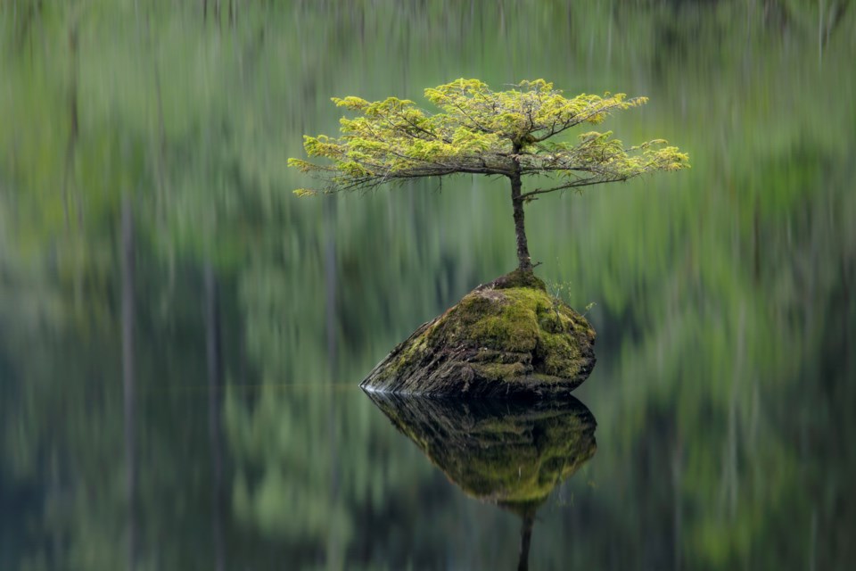 Adam Gibbs, Fairy Bonsai