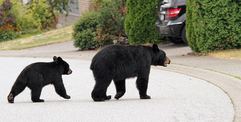 Bears Westwood Plateau