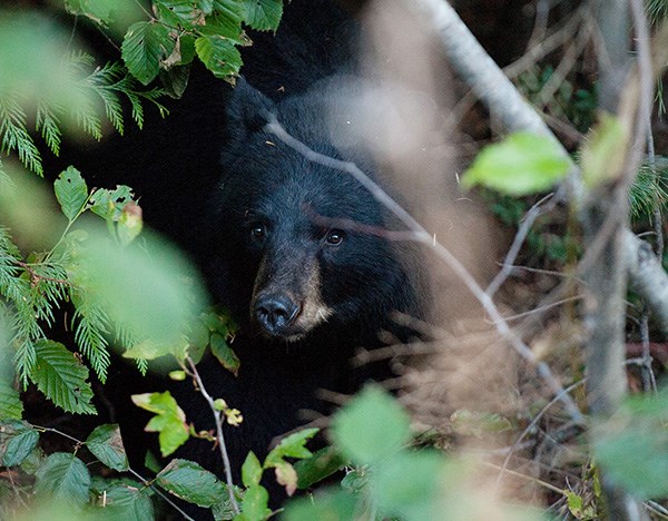 bear