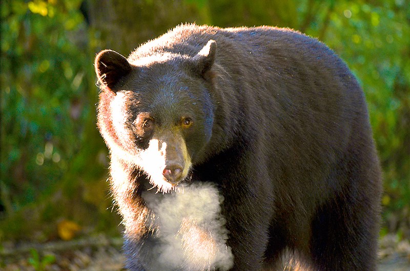 Bears Conservation Officer