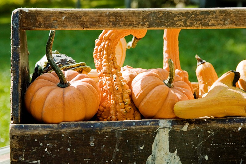 SQUASH