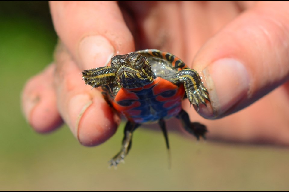 A Western painted turtle hatchling takes a look around after being dug from its nesting ground by Burnaby Lake Wednesday. Volunteers unearthed the tiny turtles so they can be kept safe while their nesting beach is rebuilt in November or January.