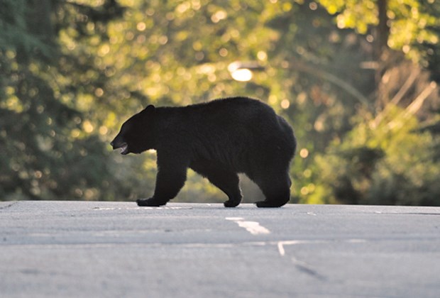 bear