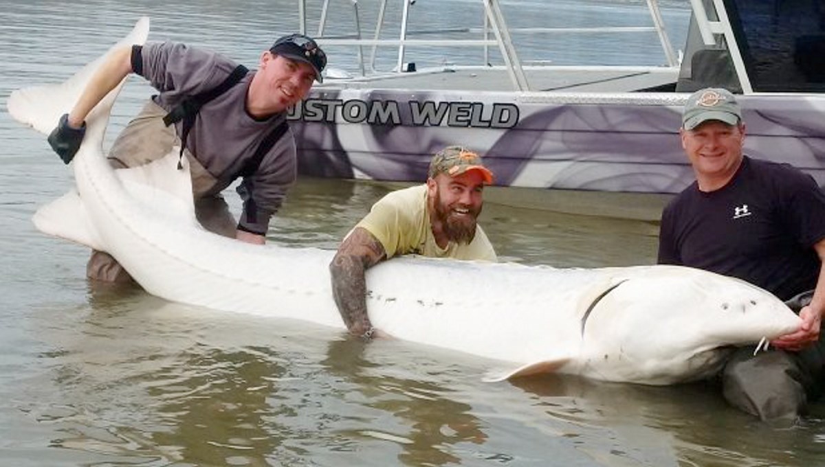 Fisherman says he caught rare albino sturgeon in Fraser River - Victoria  Times Colonist