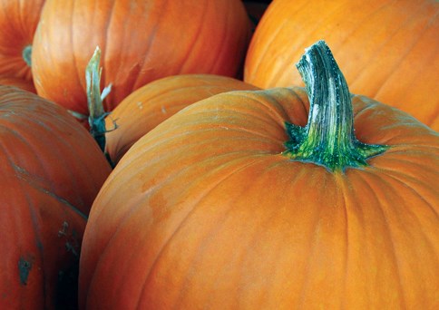 pumpkins