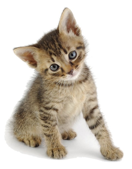 SPCA