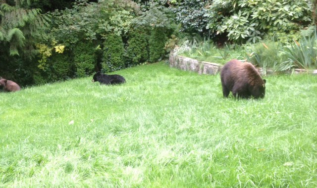 BearsShot