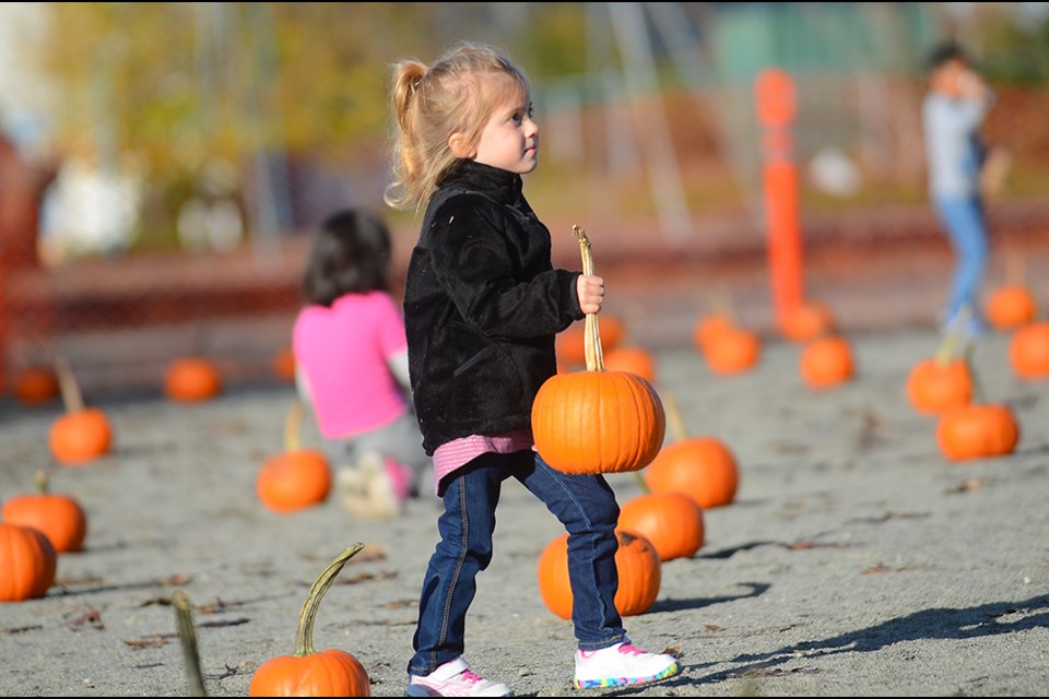 A student at the Deaf Children’s Society preschool at South Slope Elementary hauls a pumpkin from a temporary patch set up on the school's playing field Tuesday.