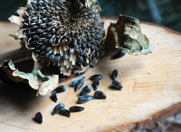Fall is the time for seed saving