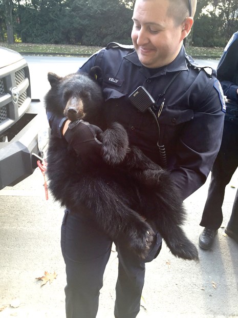 bearcub