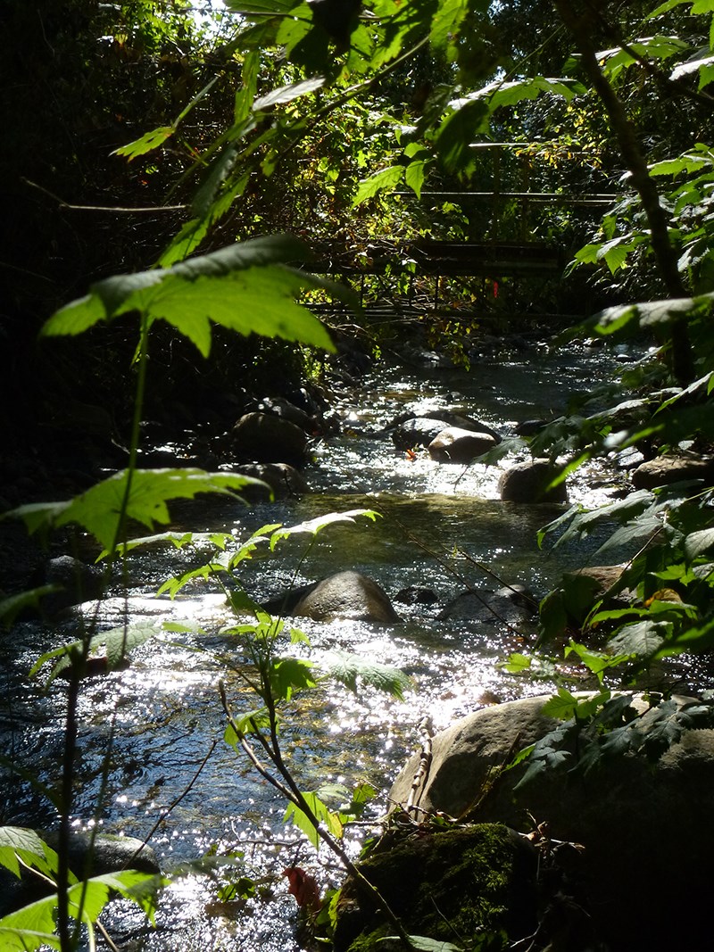 Mossom Creek Hatchery