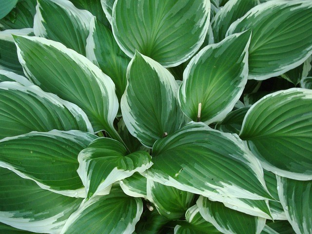 hostas