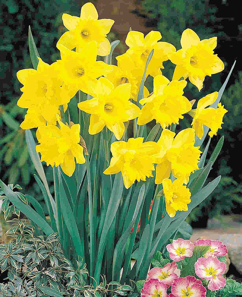 daffodils