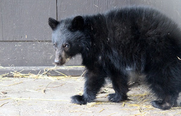 bear1