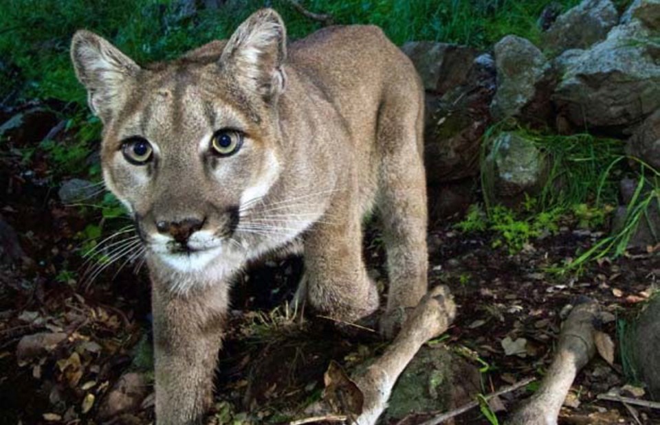 1101-cougar.jpg