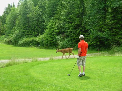 Northlands rush hour: stopping to share the outdoors with deer, eagles, coyotes and other wildlife is part of the magic of a trip to North Vancouver's Northlands Golf Course.