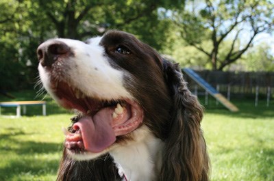 Dog pic