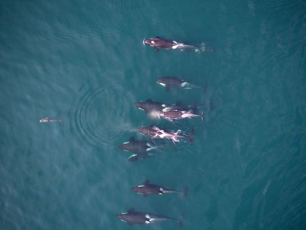 Photogrammetry image of eleven northern resident killer whales following a Pacific white-sided dolphin. The two species are frequently seen together in Johnstone Strait, British Columbia.