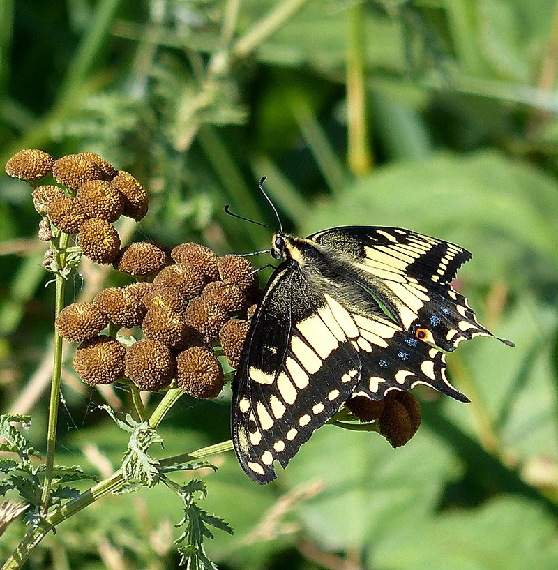 anise swallowtail_Hilary Maguire