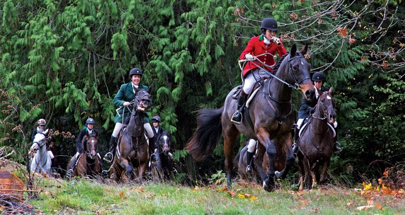 Fraser Valley Hunt master and huntsman Karen Hatch trains and looks after the hounds; they chased down only the scent of a fox – not a live animal – at the Fraser Valley Hunt opening meet on Oct. 31. See more photos in our online galleries.
