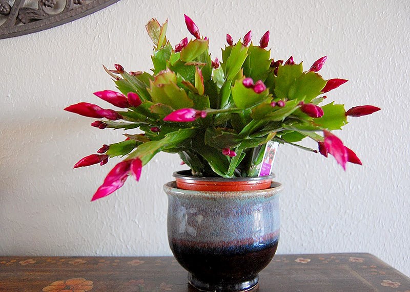 CHRISTMAS CACTUS