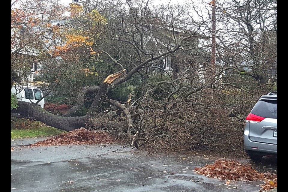 A 200-year-old Oak tree fell in the 2700 block of Avebury Ave. in Victoria during Tuesday’s wind storm. Photograph by Raymond Mew