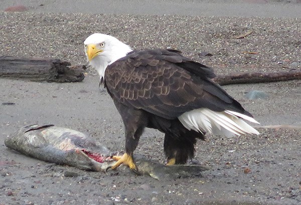 eagle