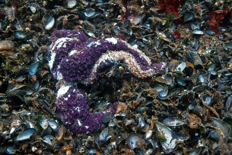 seastars