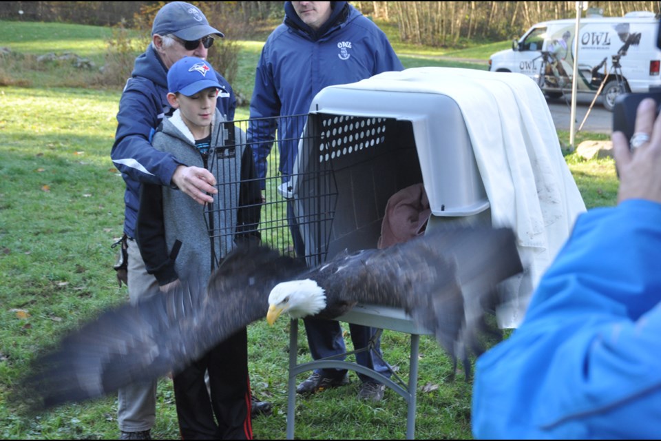 Animal rescuers release a bald eagle back into Robert Burnaby Park Thursday after it was entangled in wire from a disc golf basket.