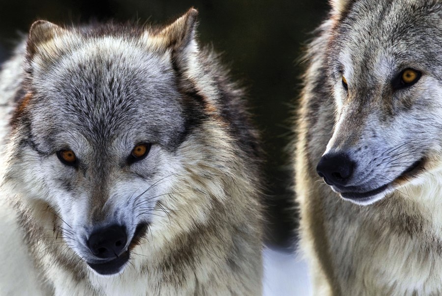 wolves