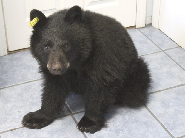 bear