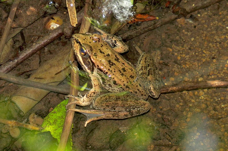 Northern red-legged frog (Rana aurora), a species at risk