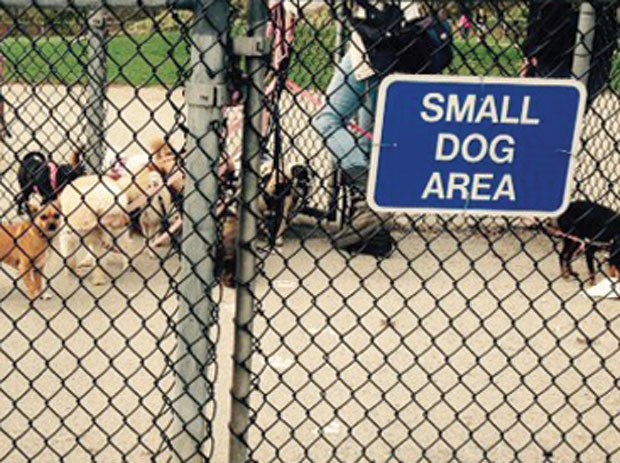 dog park