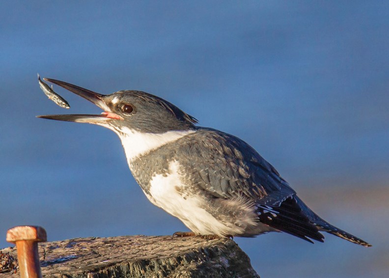 kingfisher
